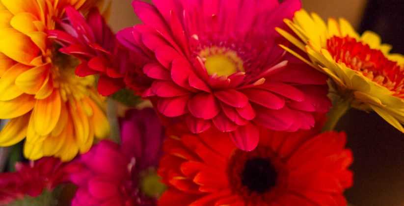 Always Flowers Collingwood